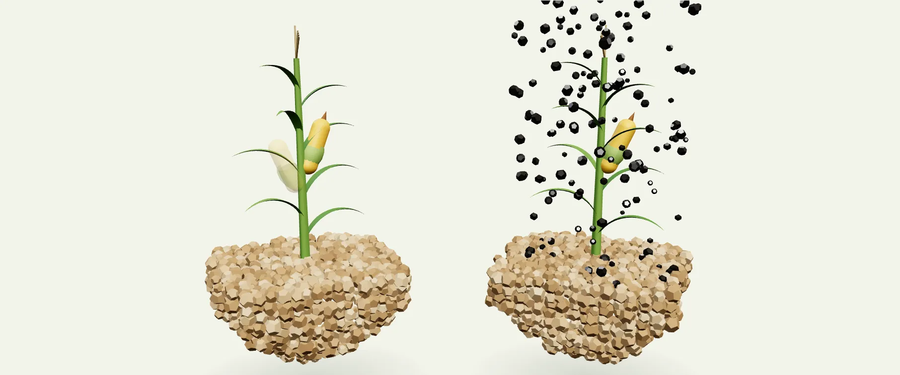 Dos plantas de maíz: sin leonardita con una o dos mazorcas, con leonardita con tres o cuatro
